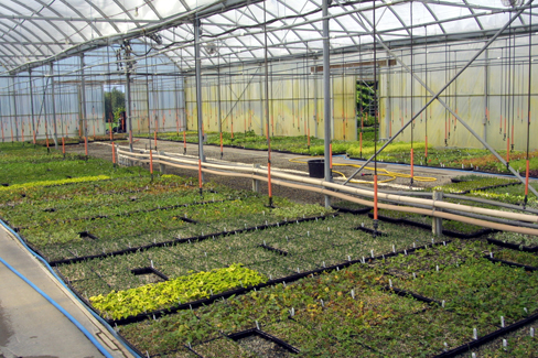 A Propagation Plan For A Commercial Nursery